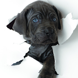 Puppies Puppy Wallpapers icon