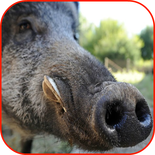 Wild Boar Hunting Calls logo
