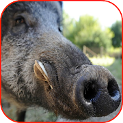 Top 29 Sports Apps Like Wild Boar Hunting Calls - Best Alternatives