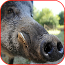 Wild Boar Hunting Calls APK