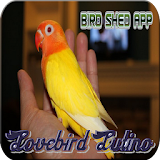 Masteran Lovebird Lutino HD icon