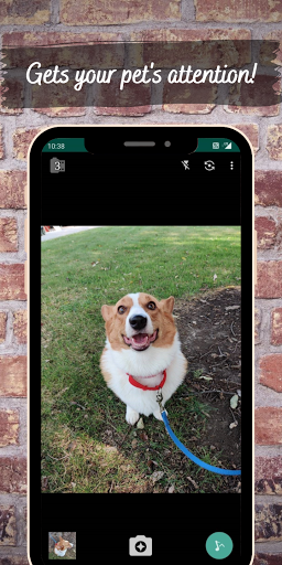 Android application CorgiCam - Fun Dog Camera screenshort