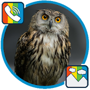 Owl - RINGTONES and WALLPAPERS