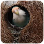 Cover Image of Télécharger Nests and Bird Wallpaper 1.03 APK