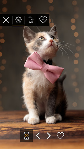 Wallpapers 4K with animals Screen 3
