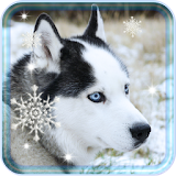 Husky Winter live wallpaper icon