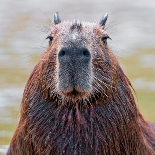 Capybara Wallpaper HD  Icon