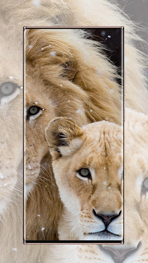 Lion Wallpaper Screen 2