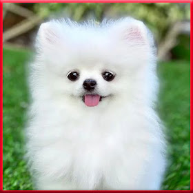 Cute Dog Wallpaper HD by AYT Technology - (Android Apps) — AppAgg