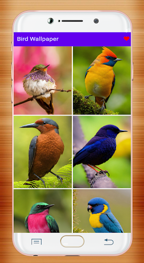 Bird Wallpaper HD screenshot 2