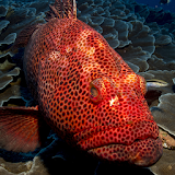red sea fish live wallpaper icon