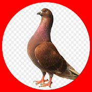 chose dove