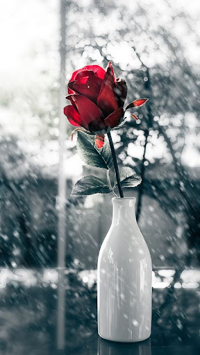 Android application Red Rose Wallpapers screenshort