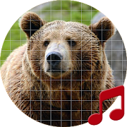 Bear Sounds ~ Sboard.pro