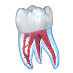 Cover Image of Скачать Стоматологические 3D-иллюстрации для обучения пациентов  APK