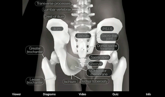 Skeletal Anatomy 3D Screenshot