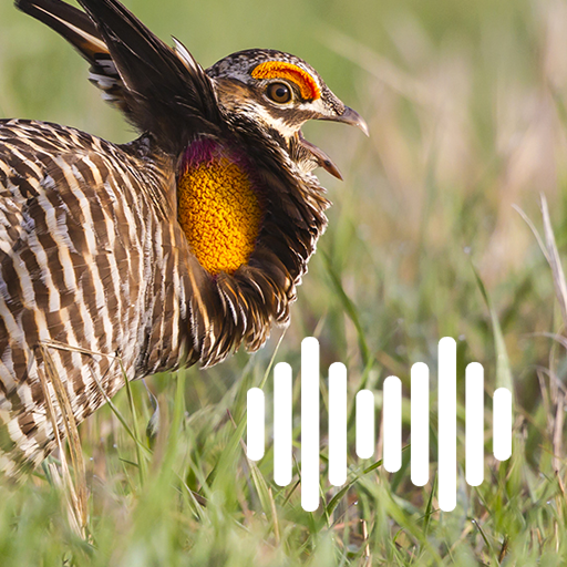 Prairie Chicken Hunting Calls logo