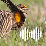 Cover Image of Baixar Prairie chicken hunting calls 1.0 APK