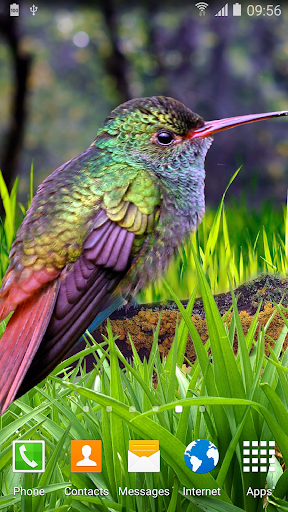 Hummingbirds Live Wallpaper Screen 3
