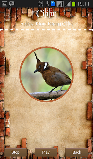 Crested Jay Screen 3