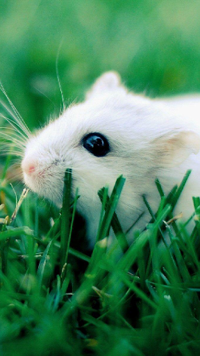 Wallpapers Hamsters Screen 2
