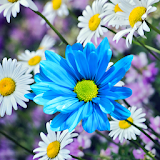 Daisies Flowers Live Wallpaper icon
