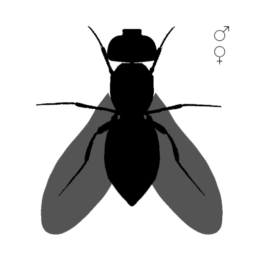 FlyCounter logo