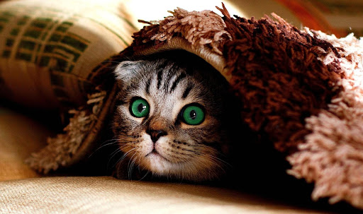 Funny cats jigsaw puzzles