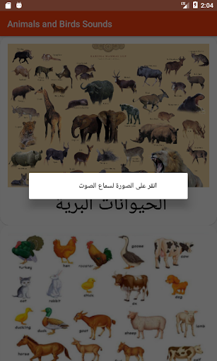 Animals and Birds Sound Effects