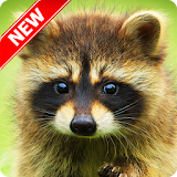 Animal Pictures icon