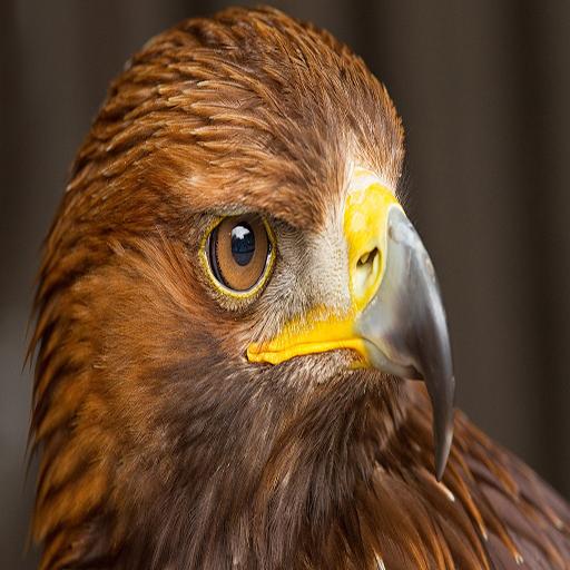 Best Eagle Wallpapers logo