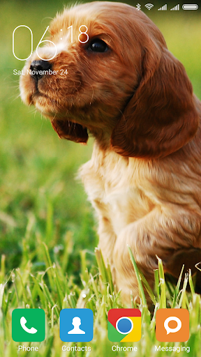 Cocker Spaniel Wallpapers