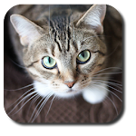 Cover Image of Herunterladen Sassy Cat Live Wallpaper  APK