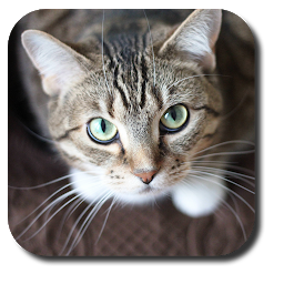 Icon image Sassy Cat Live Wallpaper