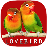 Masteran Chirpin Lovebird icon