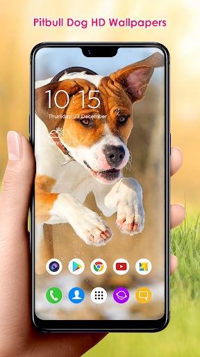 Pitbull Dog HD Wallpapers