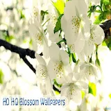 HD HQ Blossom Wallpapers icon