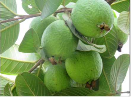 KALRO Guava Production Screen 3