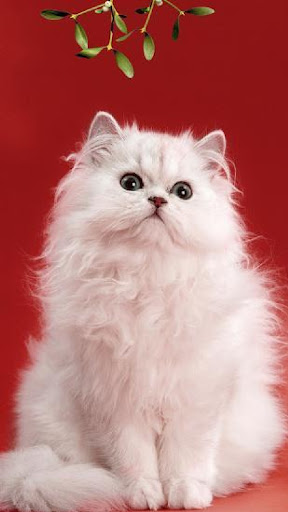 Chinchilla cat Screen 2