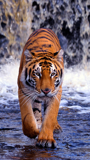 Tiger and Lion Wallpapers Screen 3