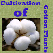 Cultivation of Cotton Plants