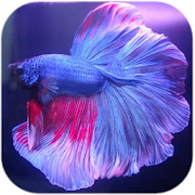 Fish Betta Ornamental