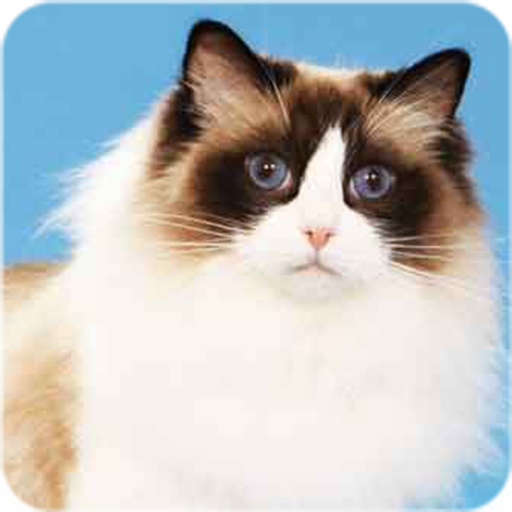 Ragdoll Cats Wallpaper Kittens Download on Windows