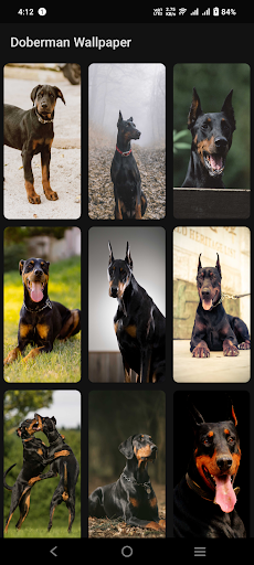 Doberman Wallpaper Screen 3