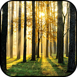 Forest Wallpapers icon