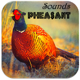 Pheasant Sounds icon