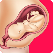 معلومات عن الحمل و الولادة