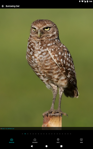 Screenshot of GoBird - Guide to Nearby Birds