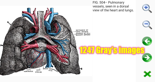 Visual Anatomy 2 screenshot 23