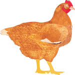 Cover Image of डाउनलोड My Poultry Manager - Farm app  APK